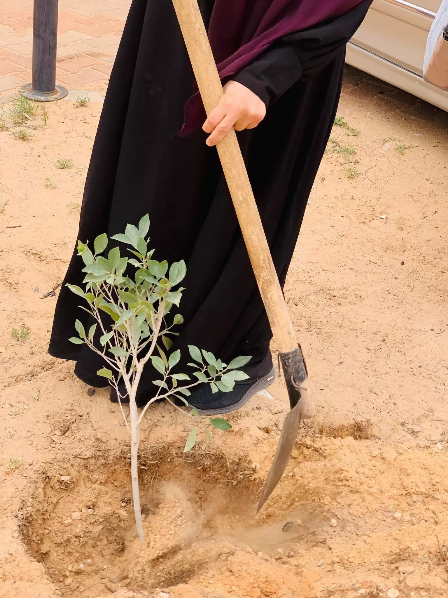 حملة تشجير نظمها قسم النشاط الطلابي بكلية الإقتصاد والعلوم السياسية - تيجي